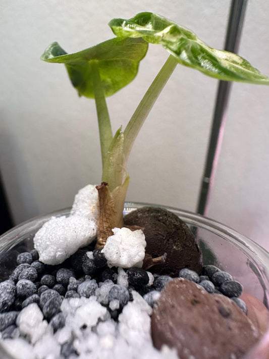 Variegated Alocasia Heart Balloon: Rare Collector's Aroid