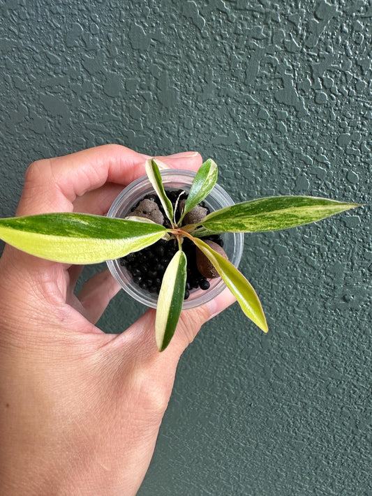 Alocasia Carmel Marble Variegated
