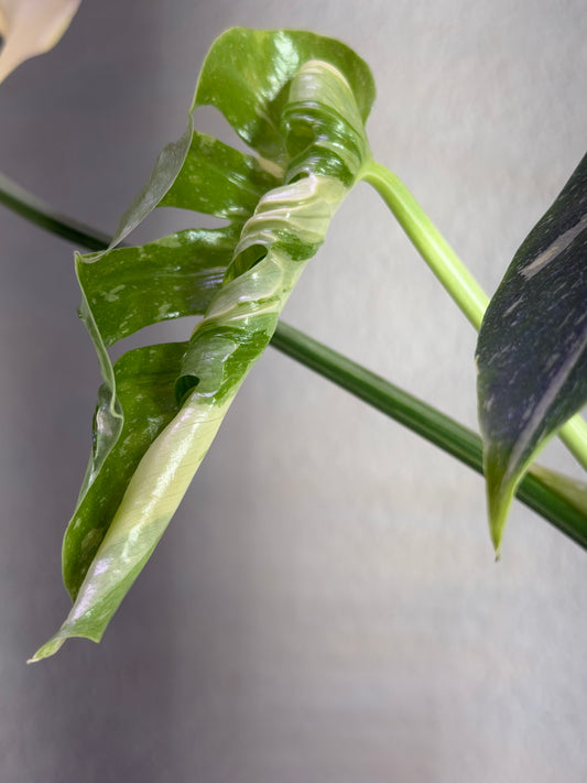 Super Rare Monstera Medusa