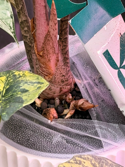 Longiloba Creamy Corms