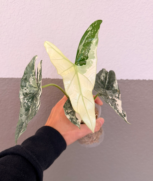 Simpo Albo “B” (Corming size)