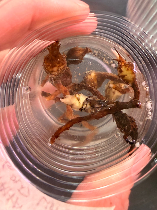 Maharani Gold Lime Corms Available!