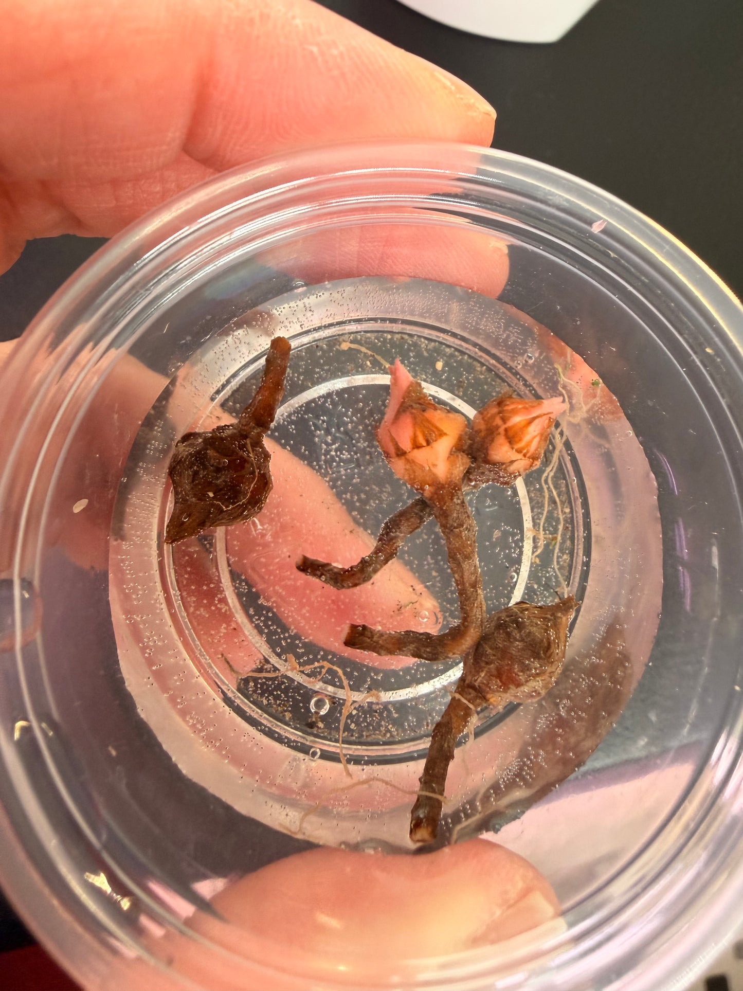 Pink Chantriere (Corms Only