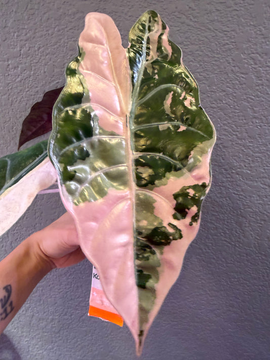 Pink Chantriere (Corms Only