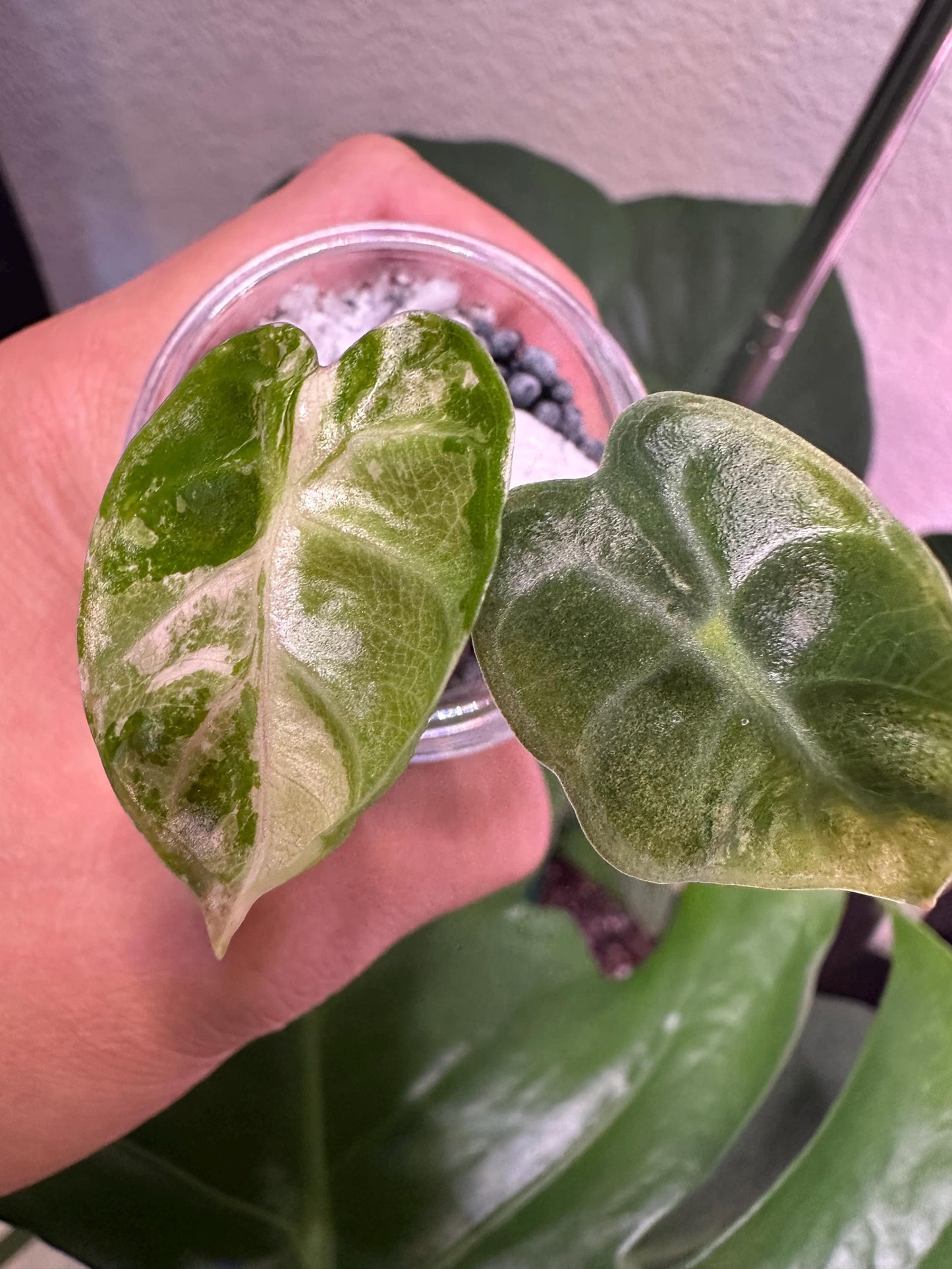 Variegated Alocasia Heart Balloon: Rare Collector's Aroid
