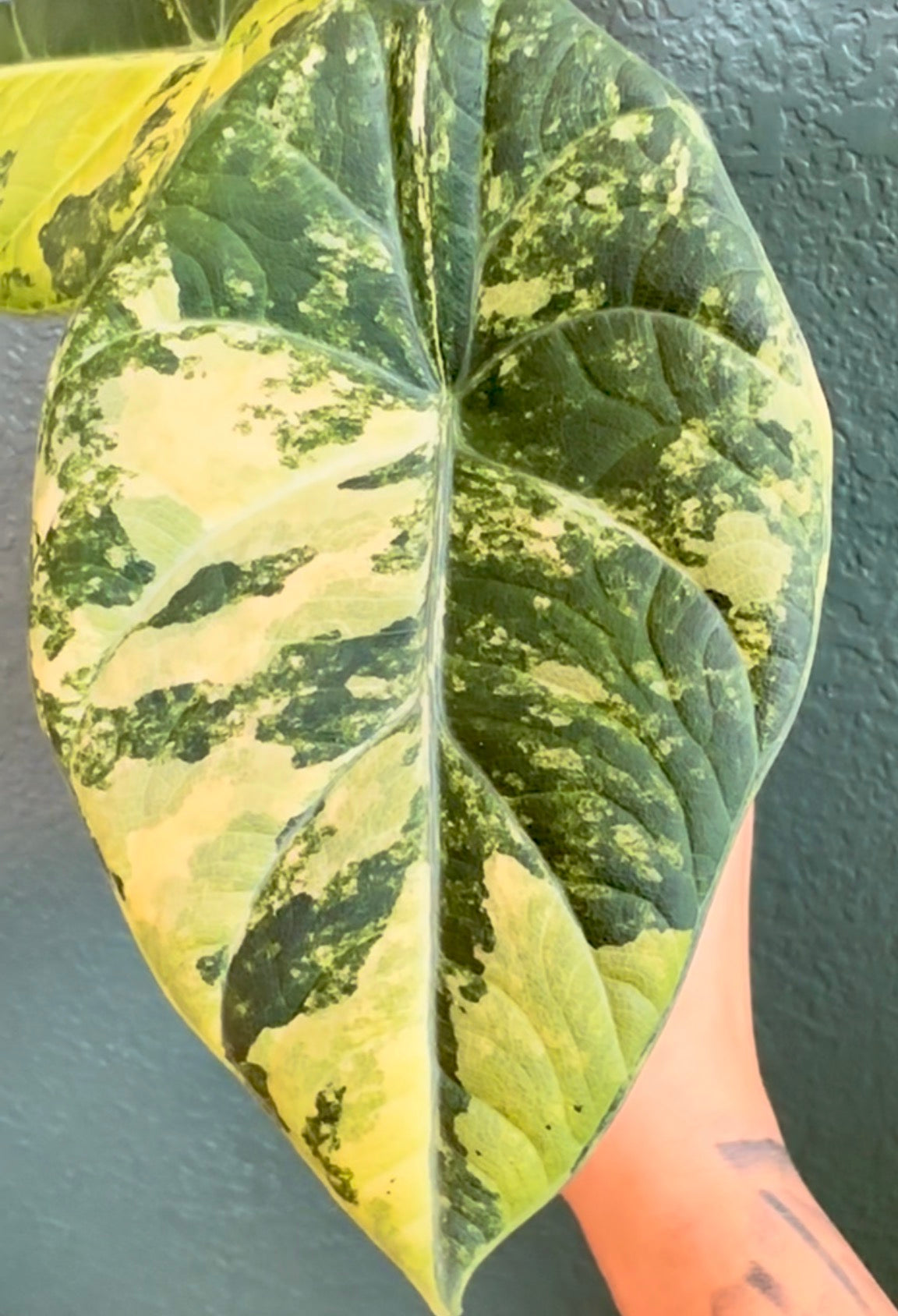 Maharani Gold Lime Corms Available!