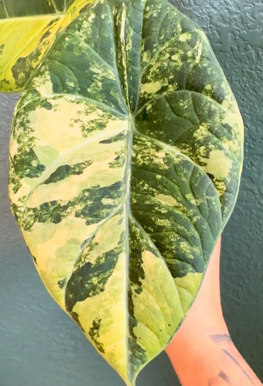 Maharani Gold Lime Corms Available!