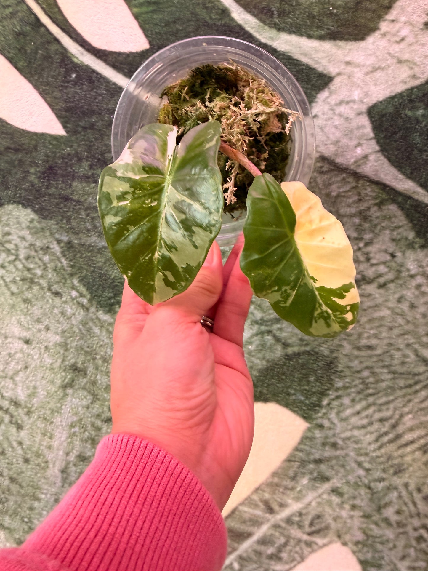 Alocasia Low Rider Albo