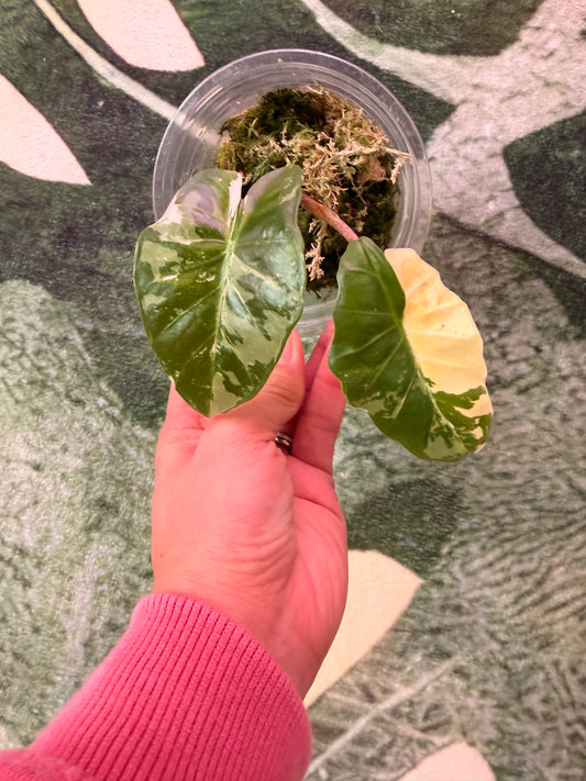 Alocasia Low Rider Albo