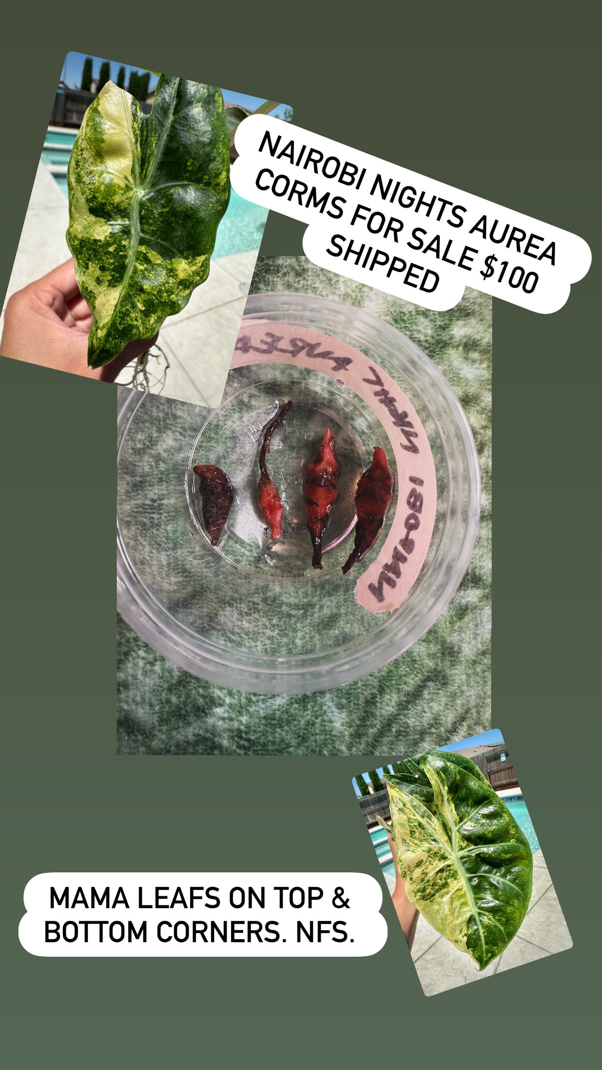 Nairobi Nights Aurea (Corms only)