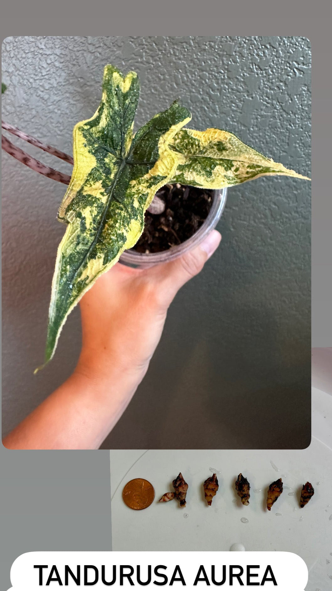 Jaclyn Tandurusa Aurea Corms Only