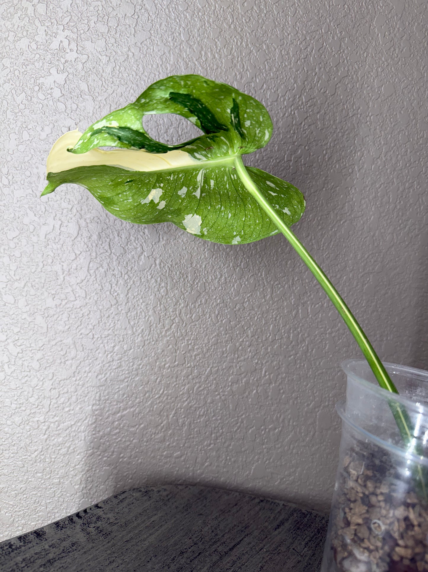 Medusa Monstera (1 leaf fully rooted)