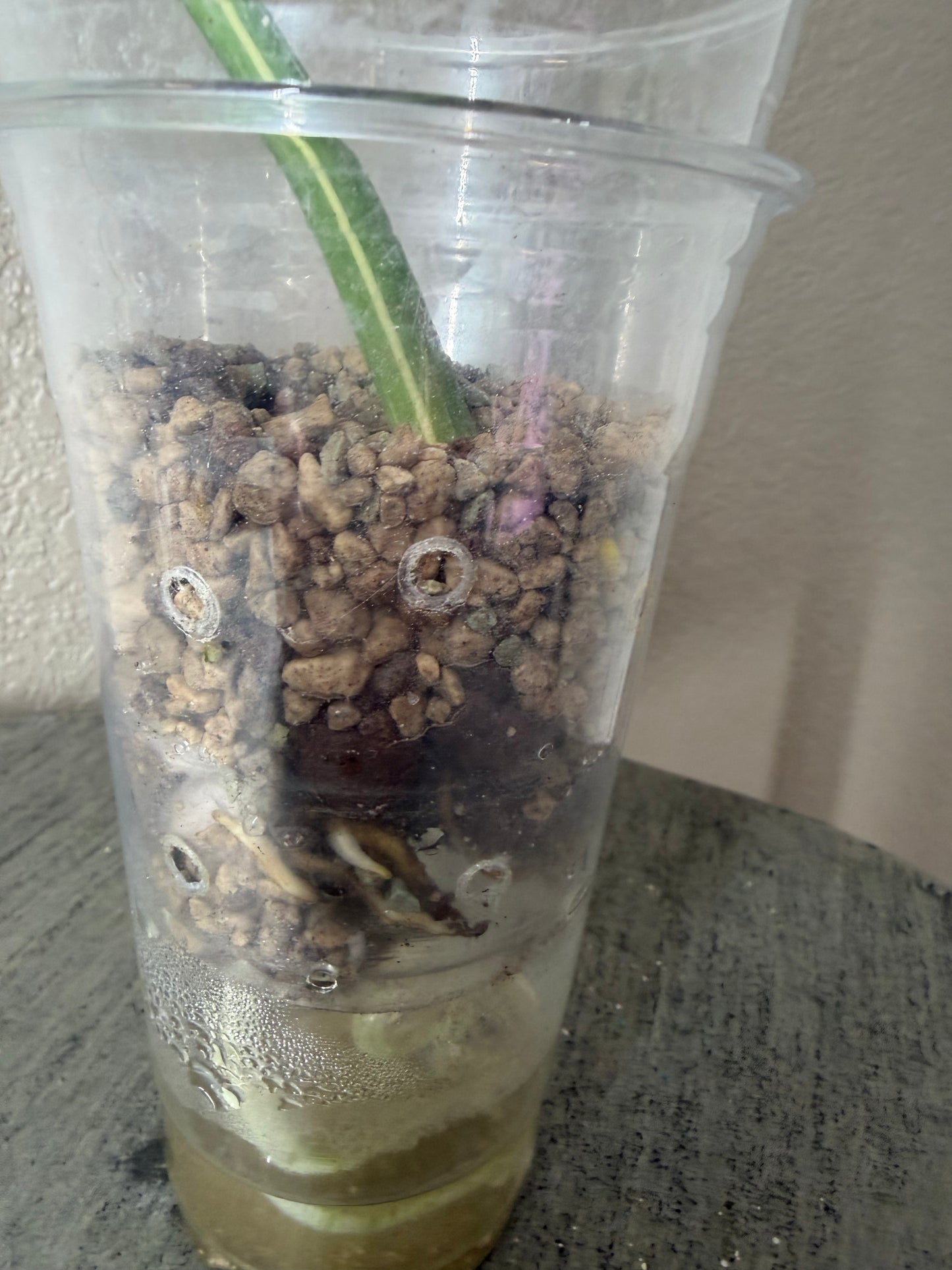 Medusa Monstera (1 leaf fully rooted)