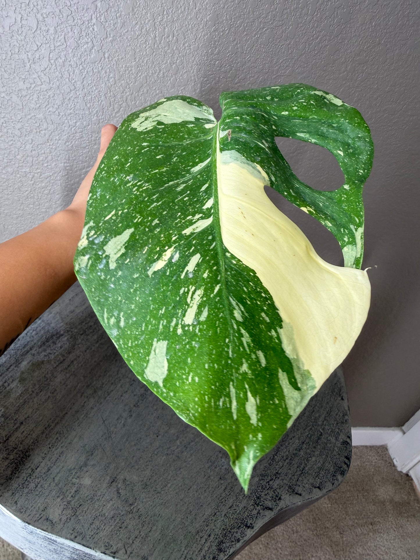 Medusa Monstera (1 leaf fully rooted)