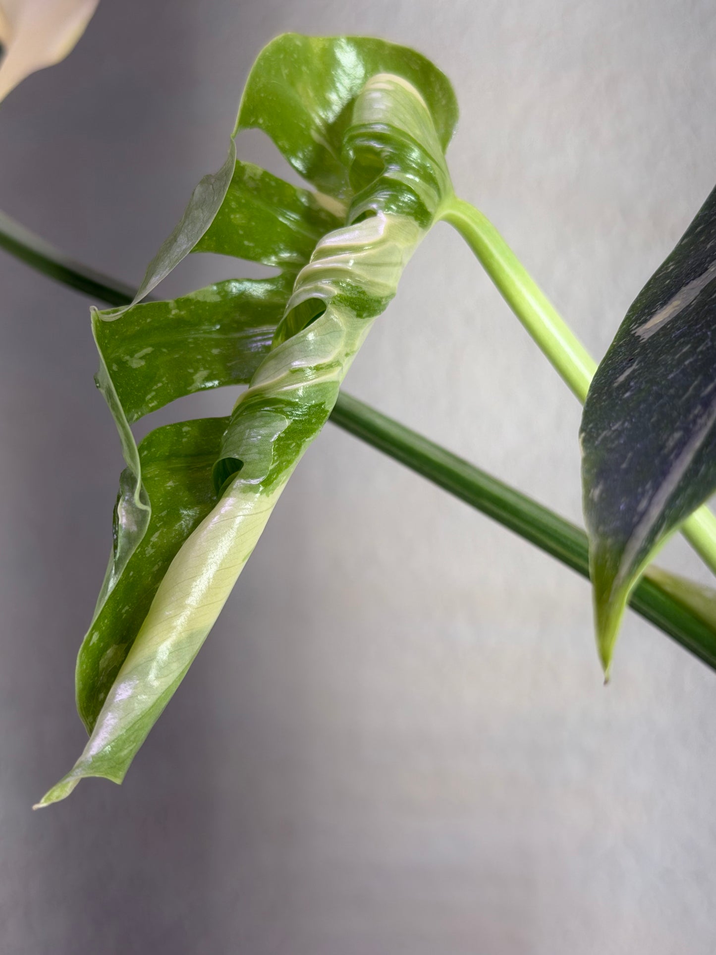 Super Rare Monstera Medusa