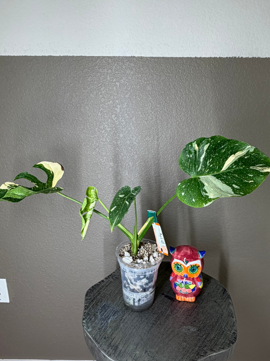 Super Rare Monstera Medusa