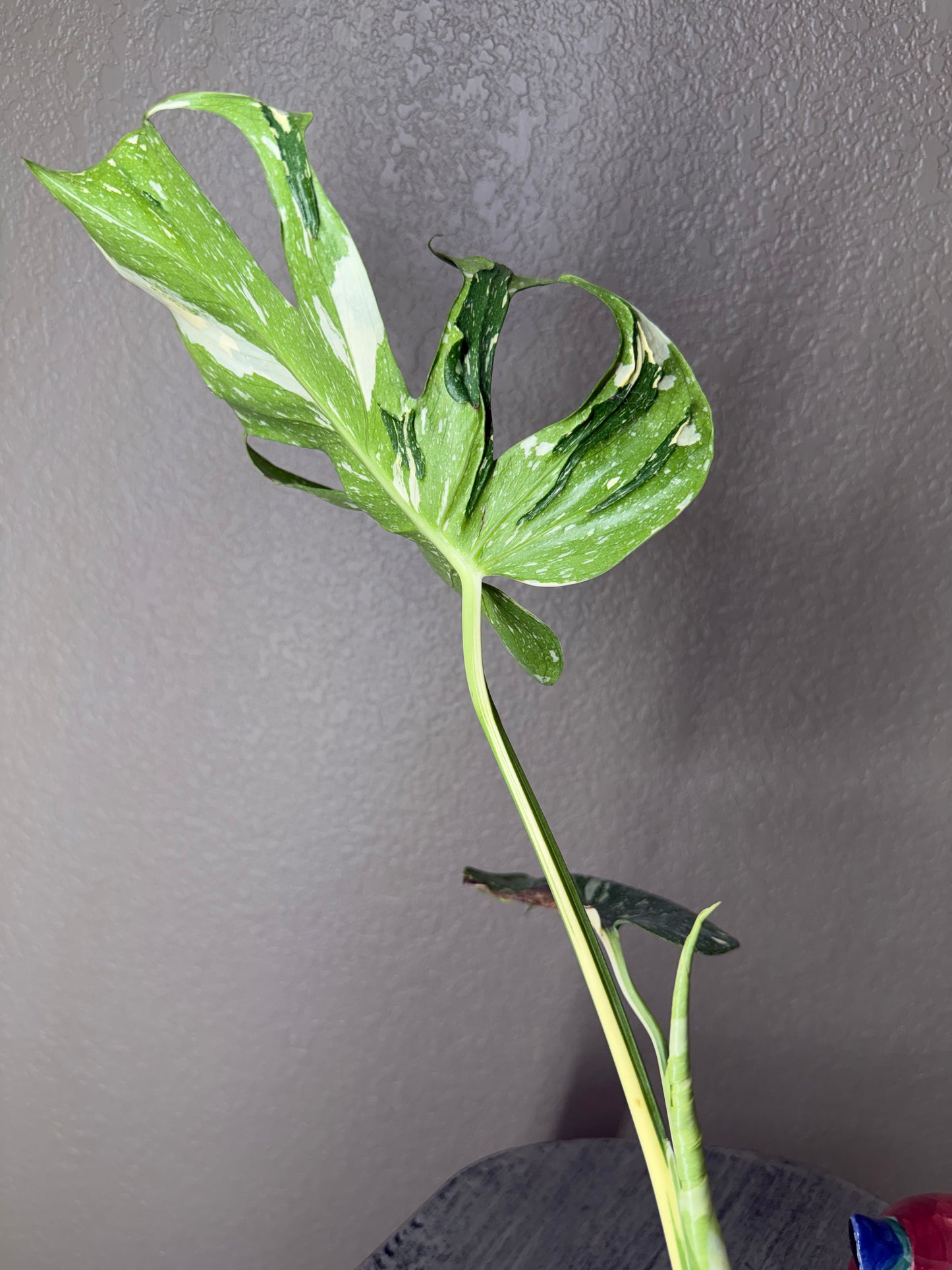 Super Rare Monstera Medusa