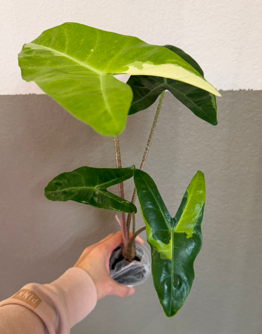 Longiloba Creamy Corms