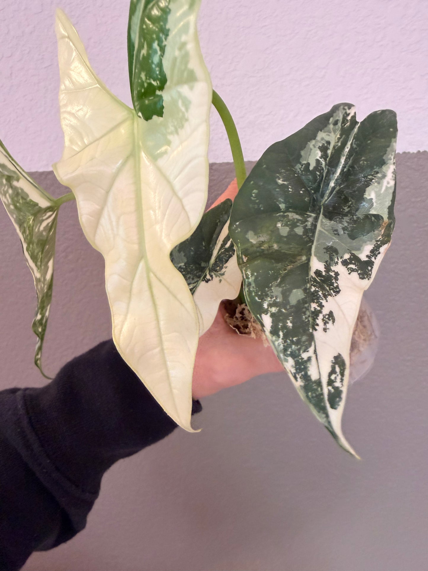 Simpo Albo “B” (Corming size)