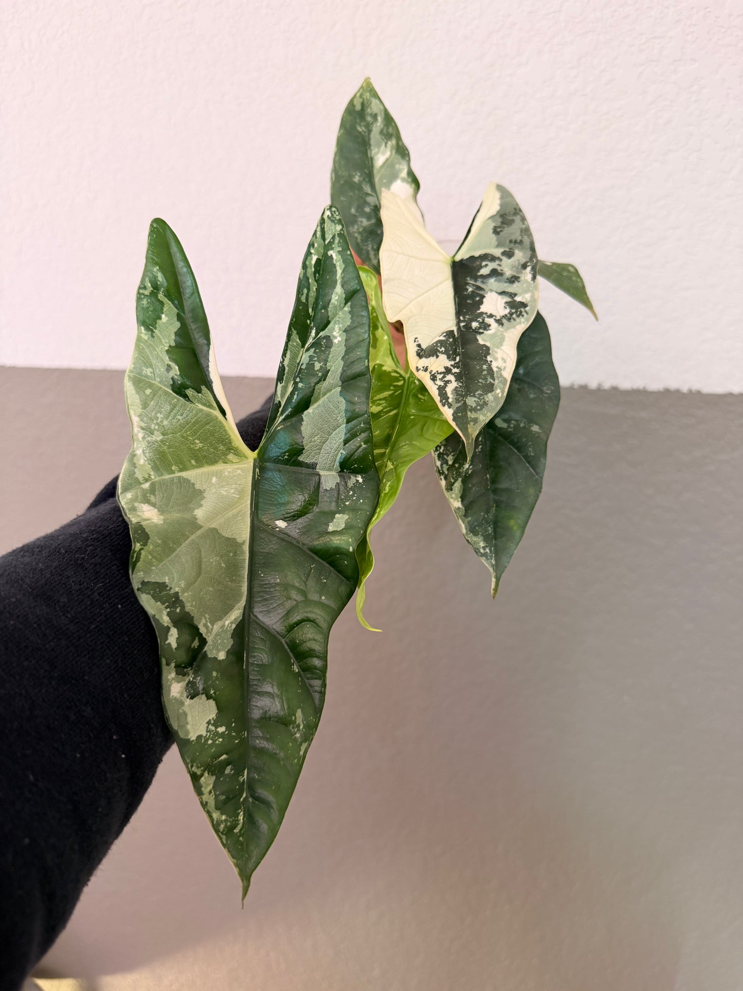 Simpo Albo “Corming Size”