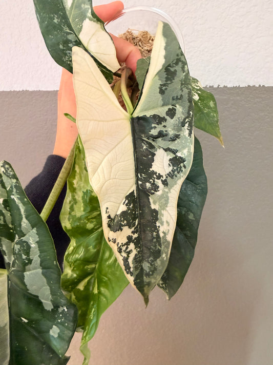 Simpo Albo “Corming Size”