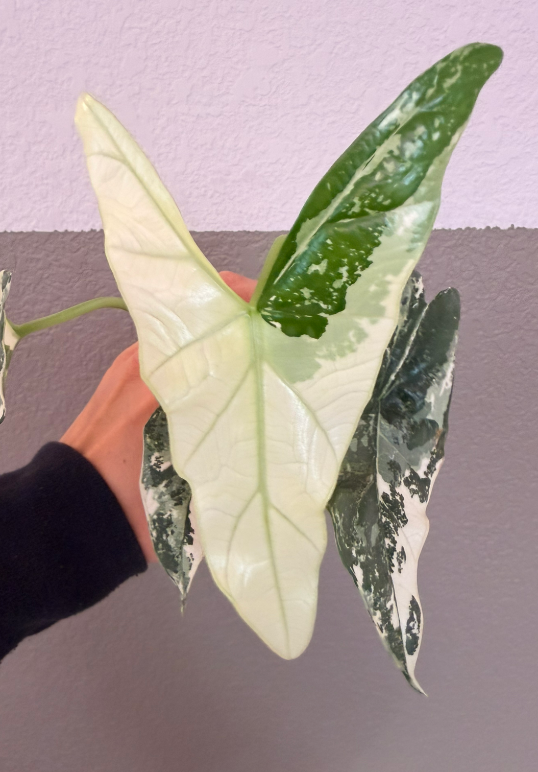 Simpo Albo “B” (Corming size)