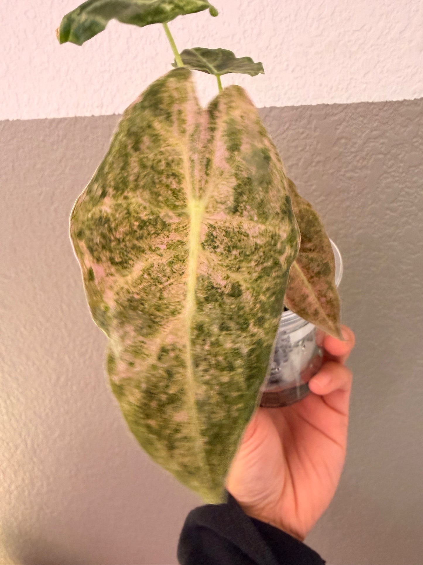 Black Satun Stardust Pink Splash