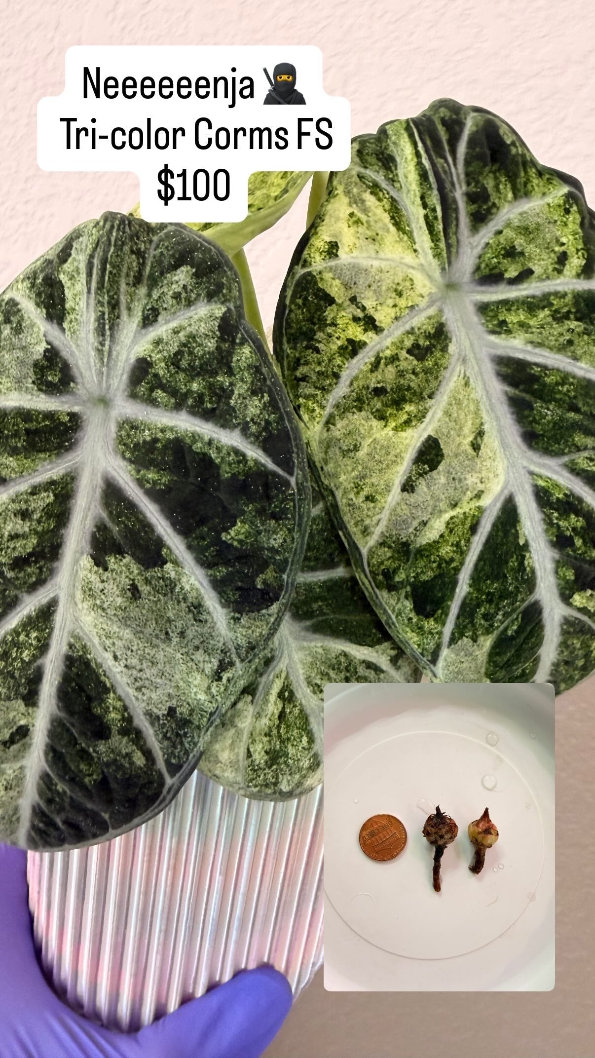 Ninja Tricolor Corms