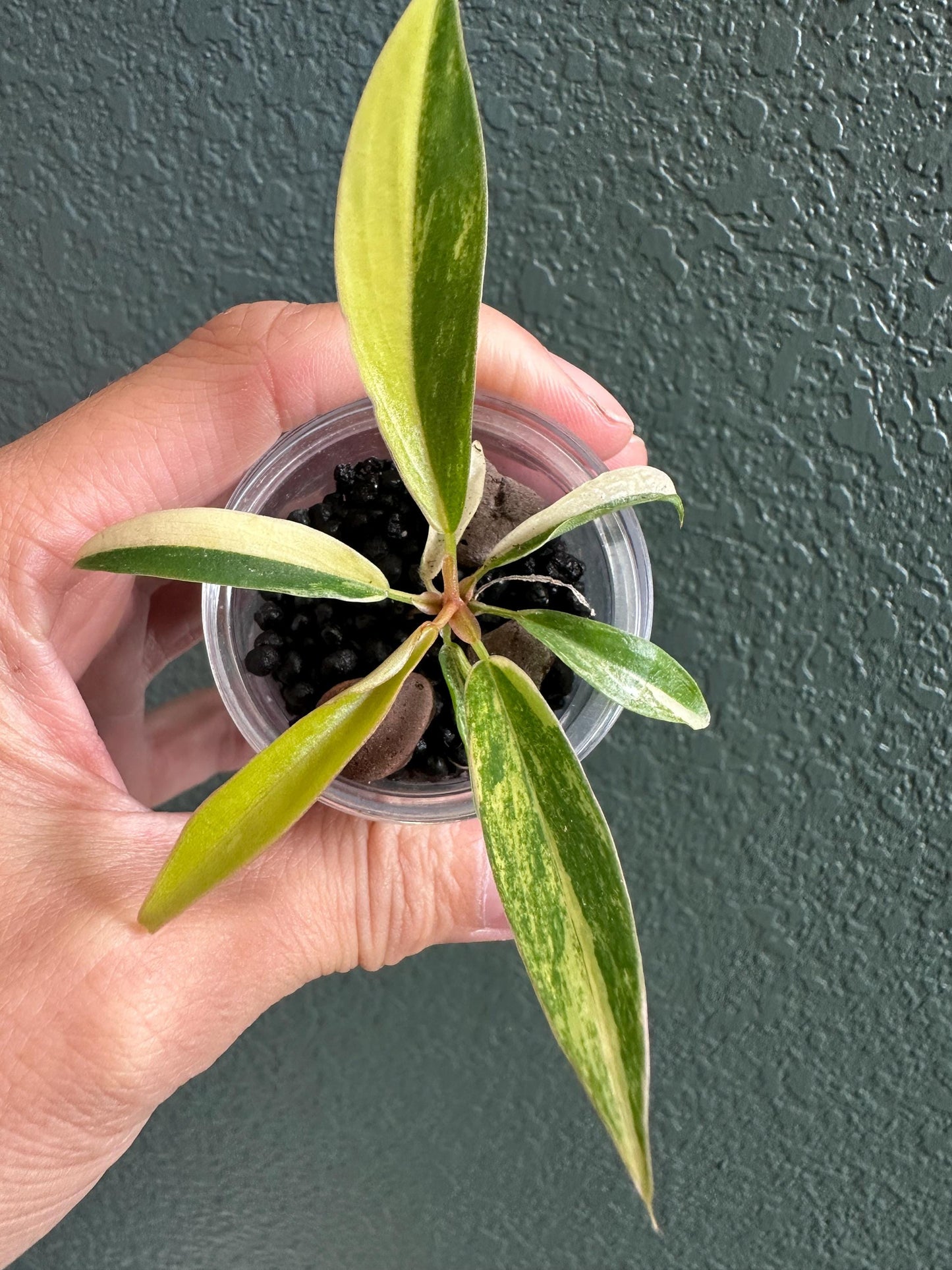 Alocasia Carmel Marble Variegated