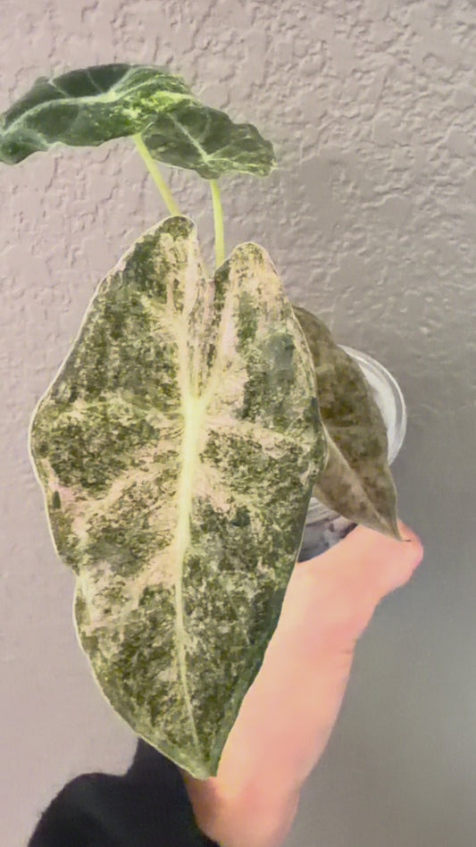 Black Satun Stardust Pink Splash