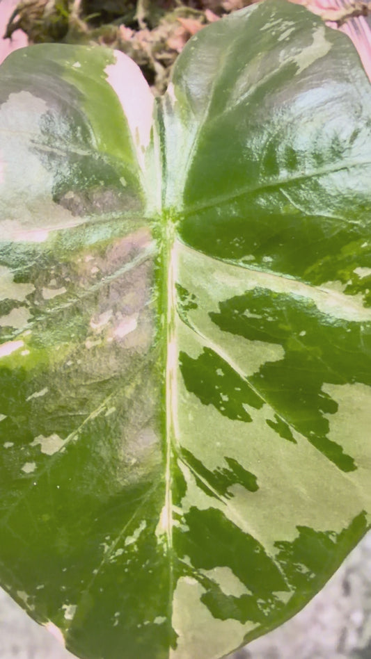 Alocasia Low Rider Albo